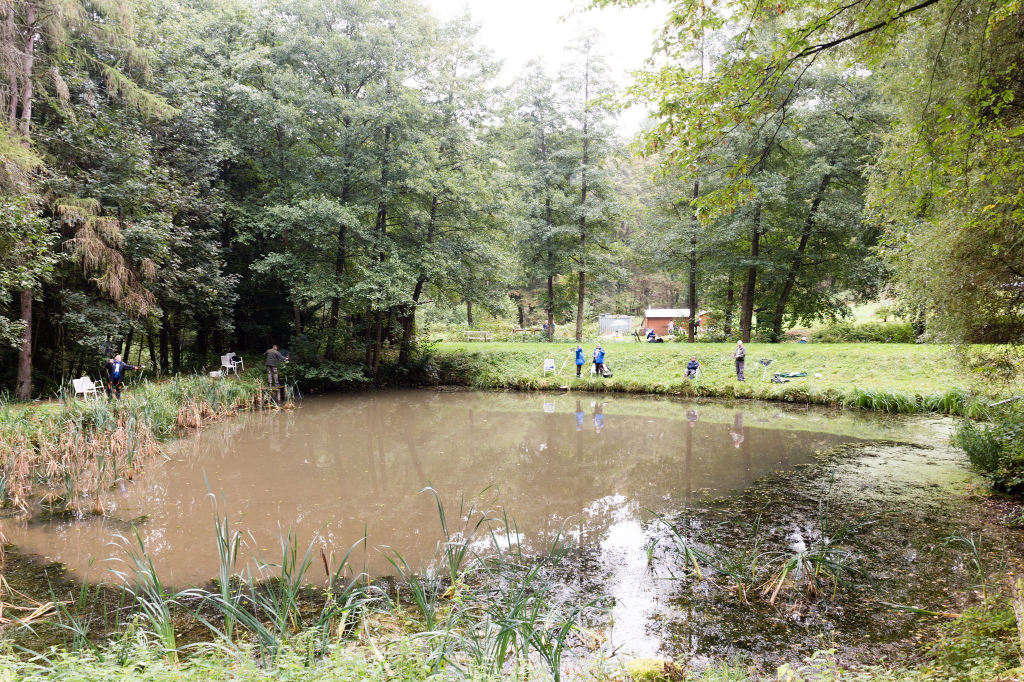 Teich der Vereinsanlage, umgeben von hohen Bäumen und Wiese
